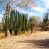 Area de cactus dentro de la Sierra de Huautla en Tlaquiltenango, Morelos
