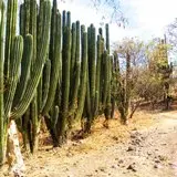 La selva baja caducifolia es un tipo de ecosistema que se encuentra en varias regiones de México, incluido el estado de Morelos. Este tipo de selva es