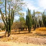 Zona de cactus dentro de la selva baja caducifolia de la sierra de Huautla en el estado de Morelos