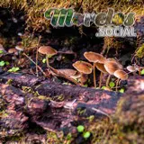 Hongos silvestres “Gymnopus dryophilus” en el Cerro de la Luz de Tepoztlán, Morelos