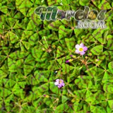 Trébol de la Suerte (Oxalis tetraphylla) viviendo en el Cerro de la Luz de Tepoztlán