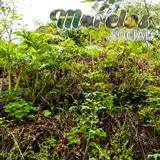 Vegetación que crece sobre las paredes de las mecetas del cerro de la luz de Tepoztlán, Morelos