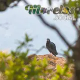 Zopilote común visto en el Cerro de la Luz de Tepoztlán, Morelos, México
