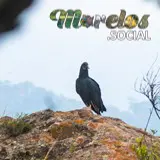Zopilote comun visto en el Cerro de la Luz de Tepoztlán, Morelos, México