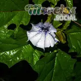 Datura stramonium - Flor silvestre de toloatzin o toloache vista en el Cerro de la Luz de Tepoztlan