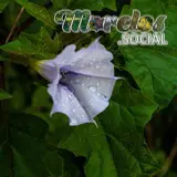 Datura stramonium - Flor silvestre de toloatzin o toloache vista en el Cerro de la Luz de Tepoztlan