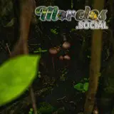 Inosperma calamistratum - Hongo silvestre del Cerro de la Luz del pueblo mágico de Tepoztlán