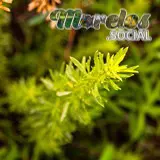 Vegetación dentro del Cerro de la Luz del pueblo mágico de Tepoztlán, Morelos, México