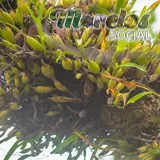 Prosthechea squalida - Orquideas creciendo sobre el tronco de un arbol en Tepoztlán, Morelos