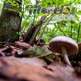 Hongo silvestre visto en el cerro de la luz del pueblo mágico de Tepoztlán, Morelos
