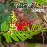 Flor de la planta Barba de Viejo del cerro de la luz del pueblo mágico de Tepoztlán, Morelos