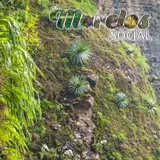 Vegetación creciendo en las paredes de las mecetas del cerro de la luz en Tepoztlán, Morelos