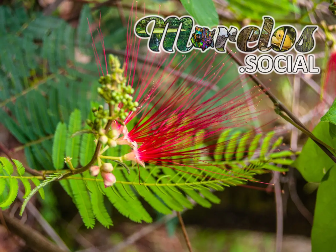 Flor de la planta Barba de Viejo del cerro de la luz del pueblo mágico de Tepoztlán, Morelos