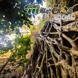 Raices de un amate amarillo creciendo en las paredes del cerro El Papalotzin de Tlayacapan