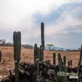 Atardecer entre Campos: La Serenidad de la Naturaleza Morelense