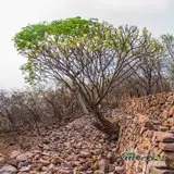 'Chimalacatlán: Travesía Histórica entre Escudos de Carrizo y Naturaleza Viva en el Cerro del Venado