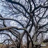 Ramas Efímeras: El Baile del Tiempo entre Otoño y Primavera