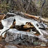 El Eco Silencioso: Testimonio Desnudo de la Muerte en la Naturaleza