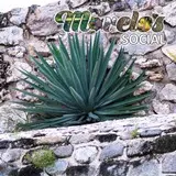 Maguey en zona arqueológica Xochicalco