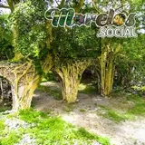 Amates amarillos de la Exhacienda de Ixtoluca