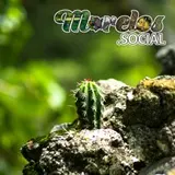 Pequeña Cactácea Tlaquiltenango