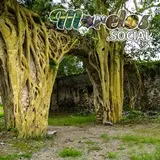 Amates amarillos en los acueductos de la exhacienda de San Jacinto Ixtoluca en Tlaquiltenango, Morelos