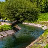 Mezquite a la orilla del canal de Tlaltizapán