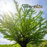 Arbol tecomate en las faldas del Cerro de Atlacholoaya