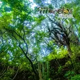 Diversidad vegetal dentro de una de las barrancas del Cerro de Atlacholoaya