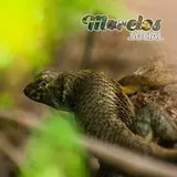 Sceloporus horridus visto en el Cerro de Atlacholoaya