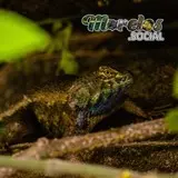 Sceloporus horridus visto en el Cerro de Atlacholoaya