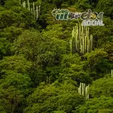Selva baja caducifolia de Morelos en la Sierra de Huautla