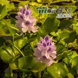 Vegetacion acuatica que crece sobre el agua de la presa Cruz Pintada en Tlaquiltenango, Morelos
