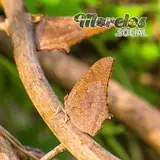 Mariposa con camuflaje de tronco seco vista en la presa de Cruz Pintada de Tlaquiltenango, Morelos