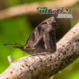 Mariposa con camuflaje de ramas secas vista en la presa de Cruz Pintada de Tlaquiltenango, Morelos