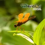 Libelula de color naranja vista en la presa de Cruz Pintada en Tlaquiltenango, Morelos