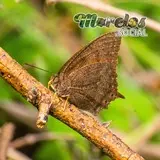 Mariposa con camuflaje de vegetación seca vista en la presa de Cruz Pintada en Tlaquiltenango