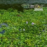 Vegetación acuatica nativa del estado de Morelos en la presa Cruz pintada de la sierra de Huautla