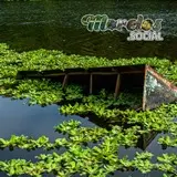 Estructura de metal entre la vegetacion acuatica de la presa Cruz Pintada en la Sierra de Huautla