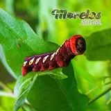 Maravillas de la Naturaleza en Tlaquiltenango: Eumorpha analis