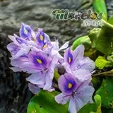 Flores - Vegetación dentro de la reserva de la biosfera 'La Sierra de Huautla' del estado de Morelos