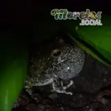 Serenata Anfibia: La Rana Dryophytes arenicolor en Morelos