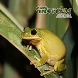 Smilisca baudinni amarilla sobre la hoja de una caña de azúcar