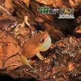 Exerodonta smaragdina - Rana arbórea