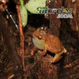 Exerodonta smaragdina - Ranas del estado de Morelos