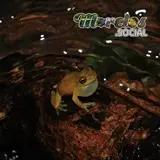 Exerodonta smaragdina saliendo del agua