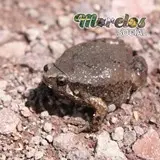 Gastrophryne usta sobre el suelo