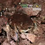 Gastrophryne usta sobre el suelo