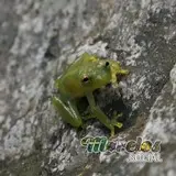 Hyalinobatrachium fleischmanni sobre una pared de roca