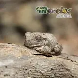 Hyla arenicolor descansando